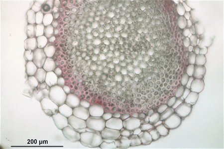 Sphagnum russowii