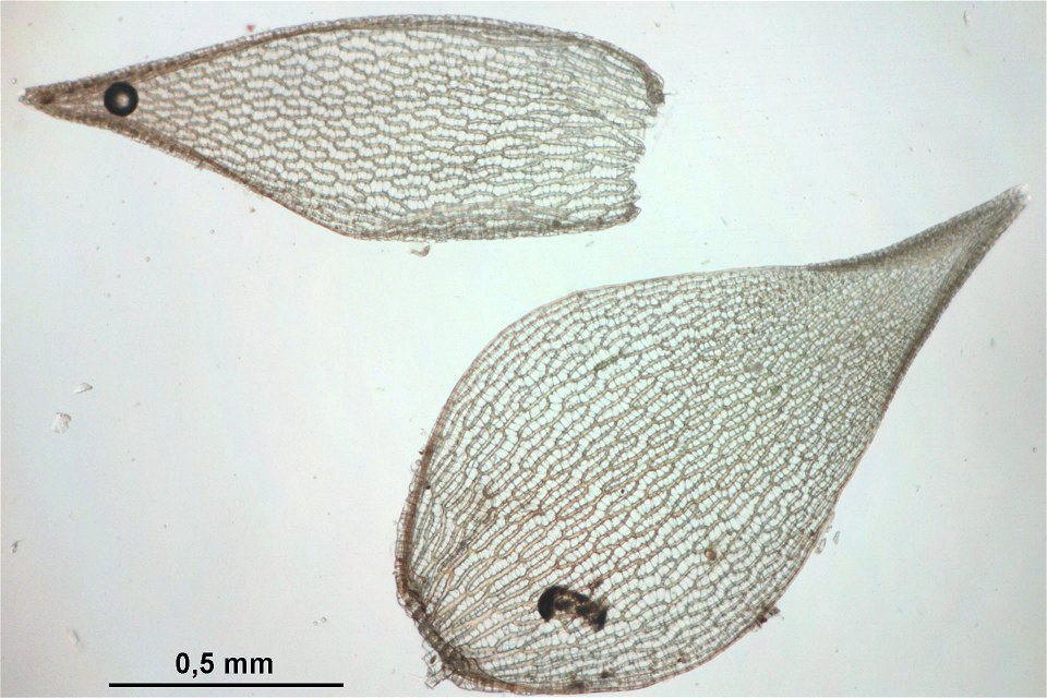 Sphagnum russowii