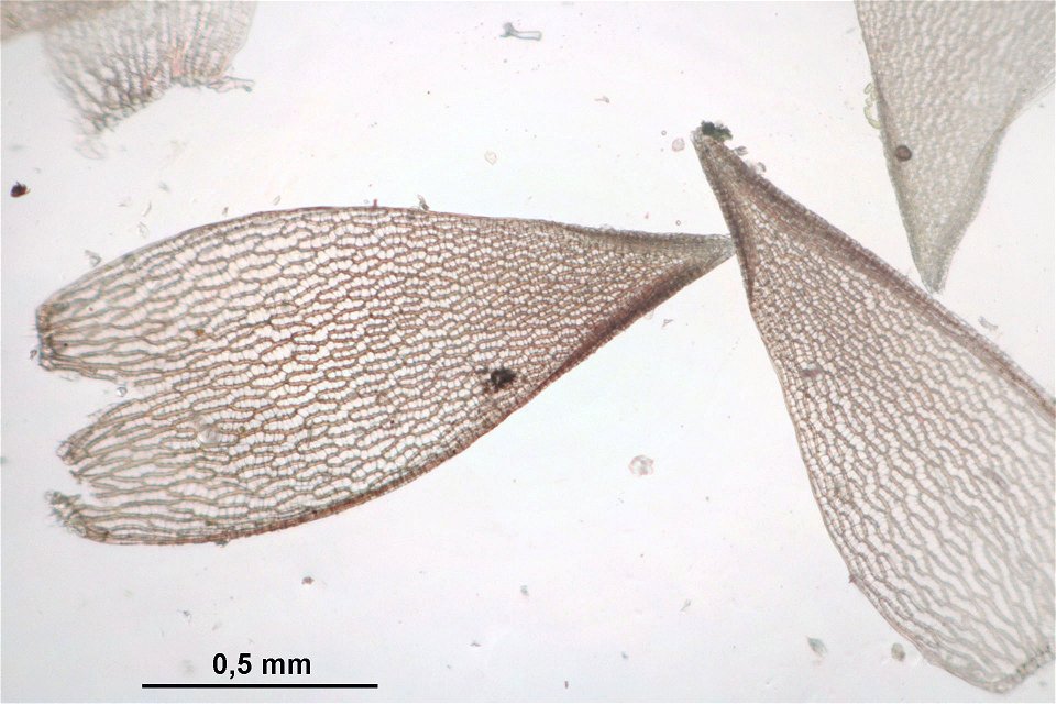 Sphagnum russowii