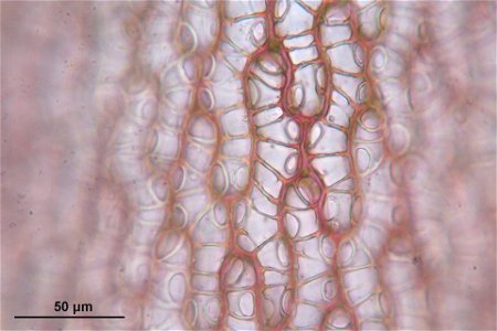Sphagnum russowii