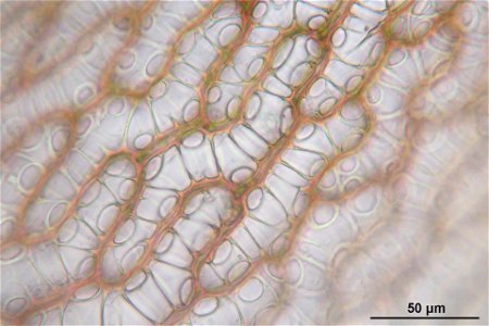 Sphagnum russowii