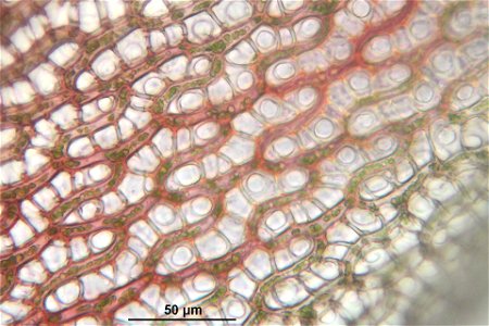 Sphagnum russowii