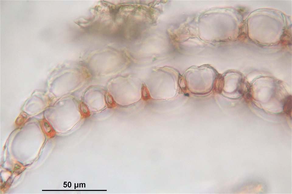 Sphagnum russowii