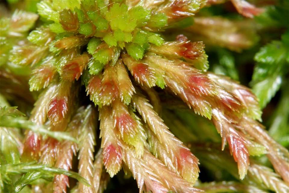 Sphagnum quinquefarium
