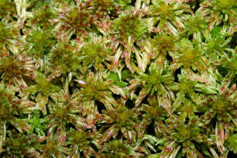 Sphagnum quinquefarium
