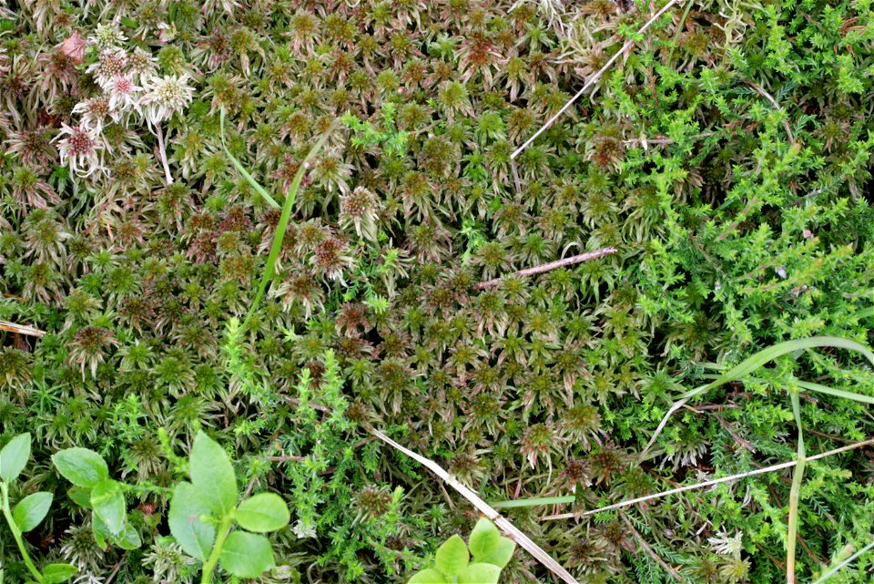 Sphagnum quinquefarium
