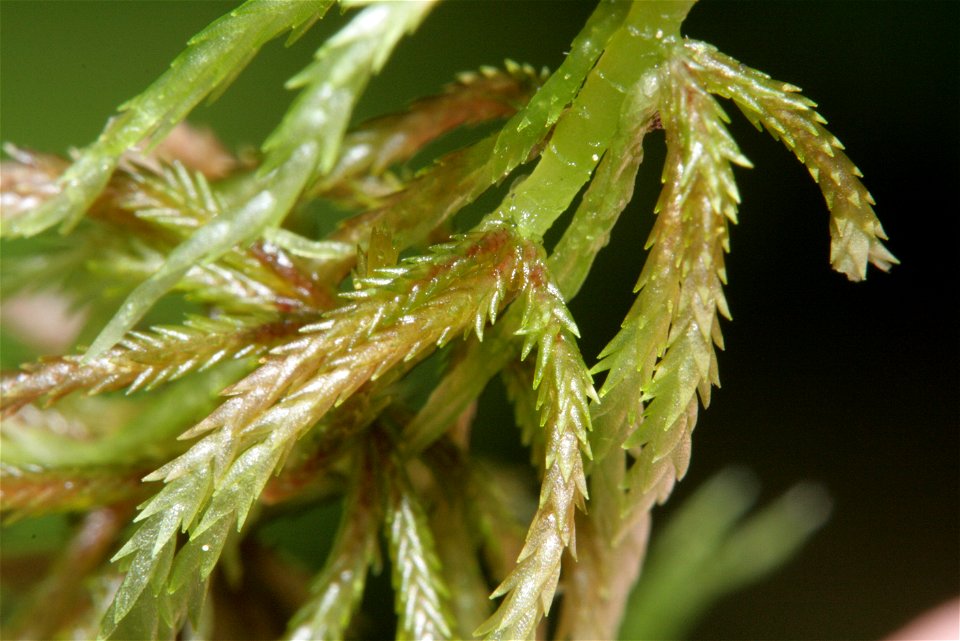 Sphagnum quinquefarium