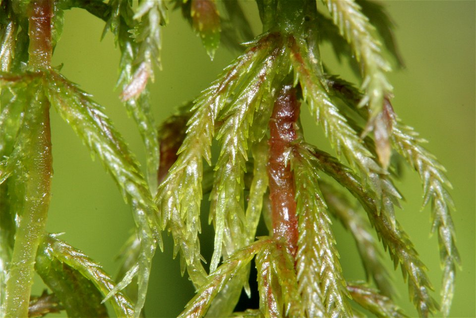 Sphagnum quinquefarium