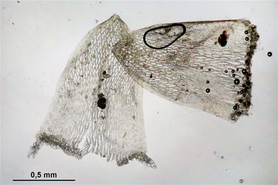 Sphagnum quinquefarium