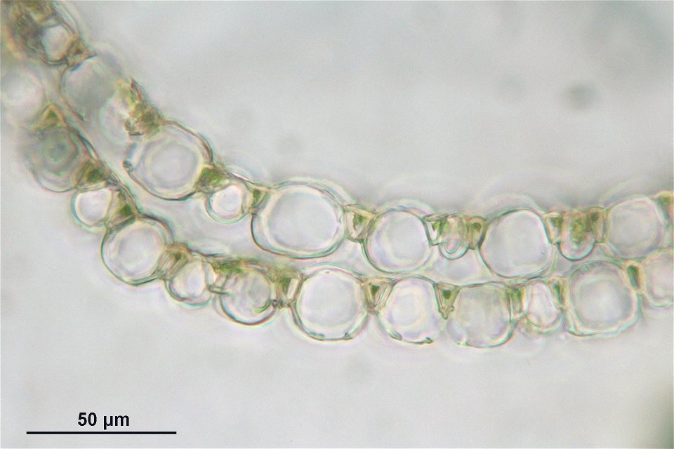 Sphagnum quinquefarium