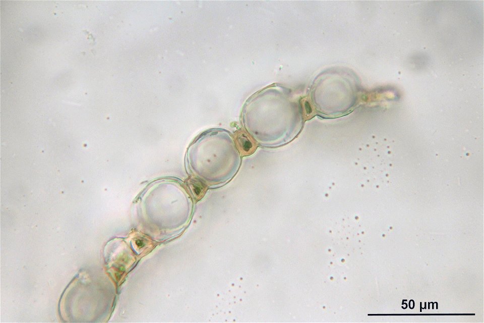 Sphagnum quinquefarium