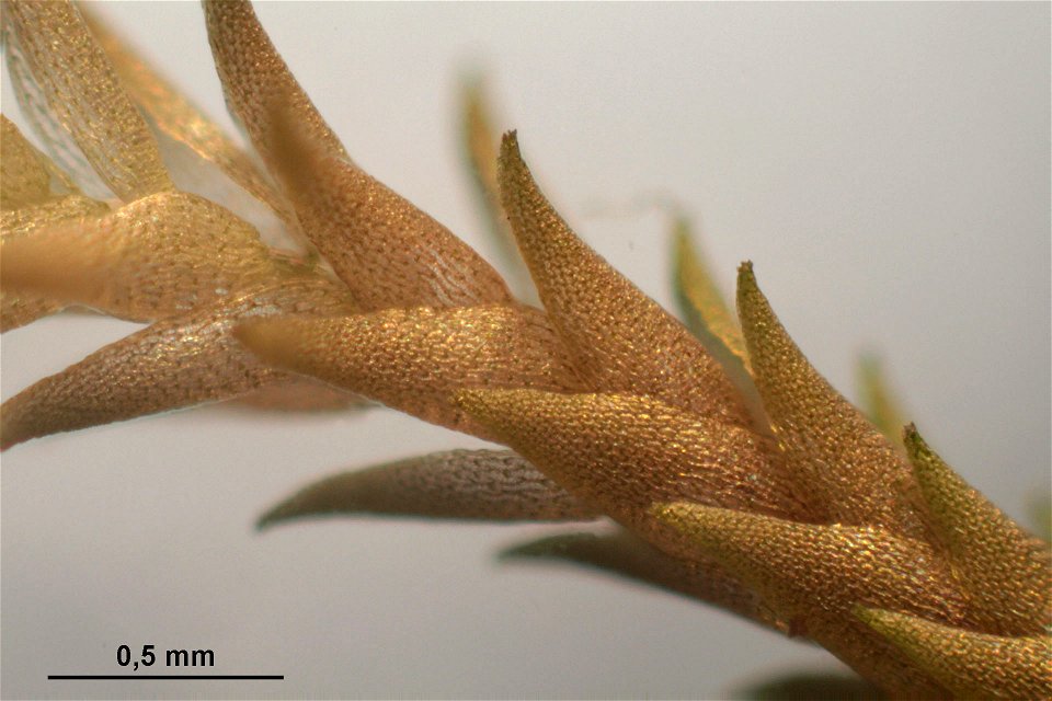 Sphagnum quinquefarium