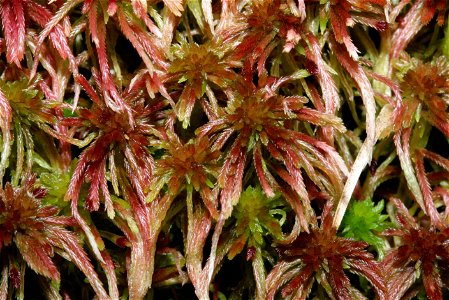 Sphagnum quinquefarium
