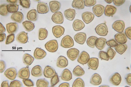 Sphagnum quinquefarium