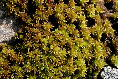 Sphagnum inundatum