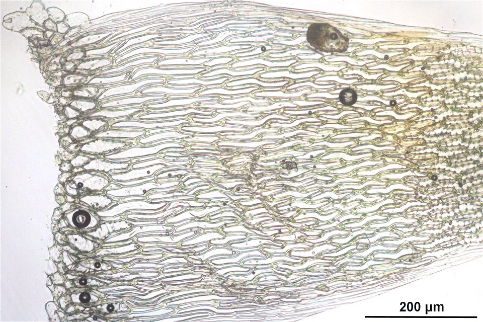 Sphagnum inundatum