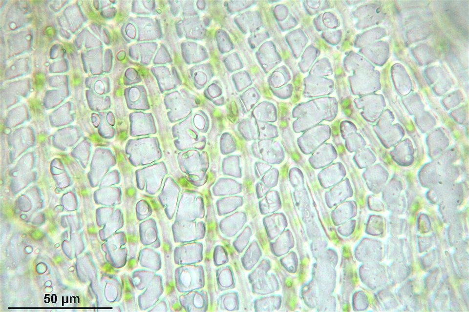 Sphagnum inundatum