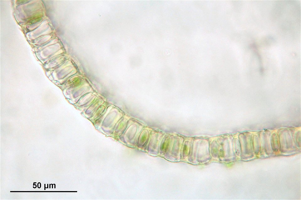 Sphagnum inundatum