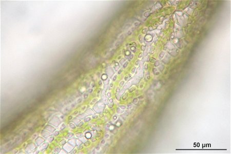 Sphagnum inundatum