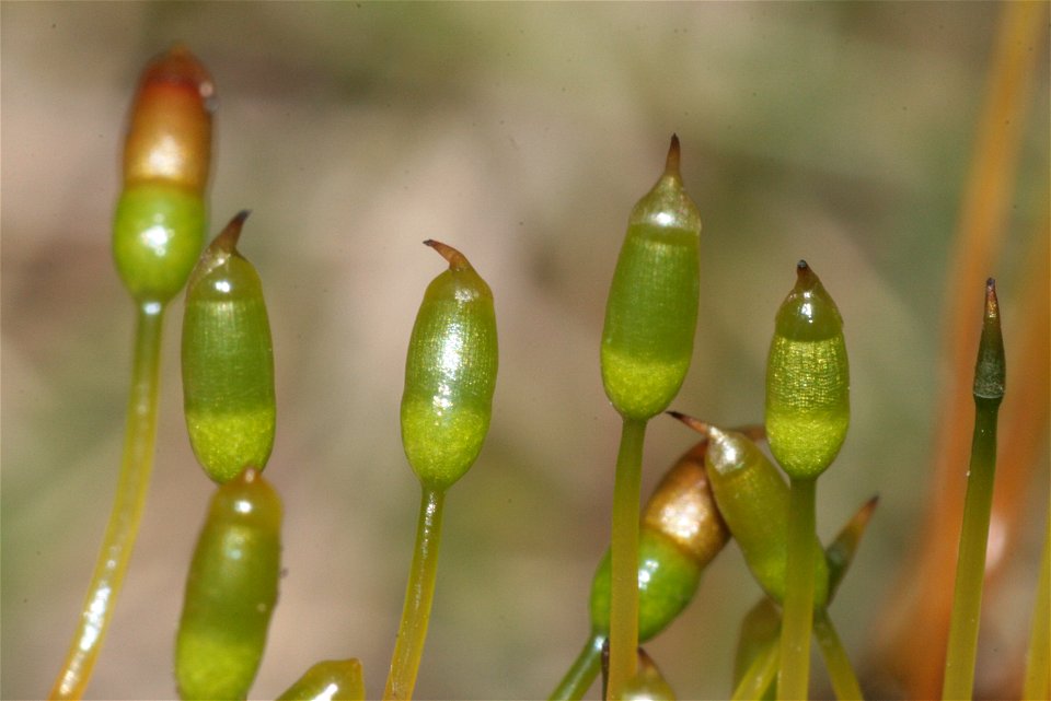 Splachnum sphaericum