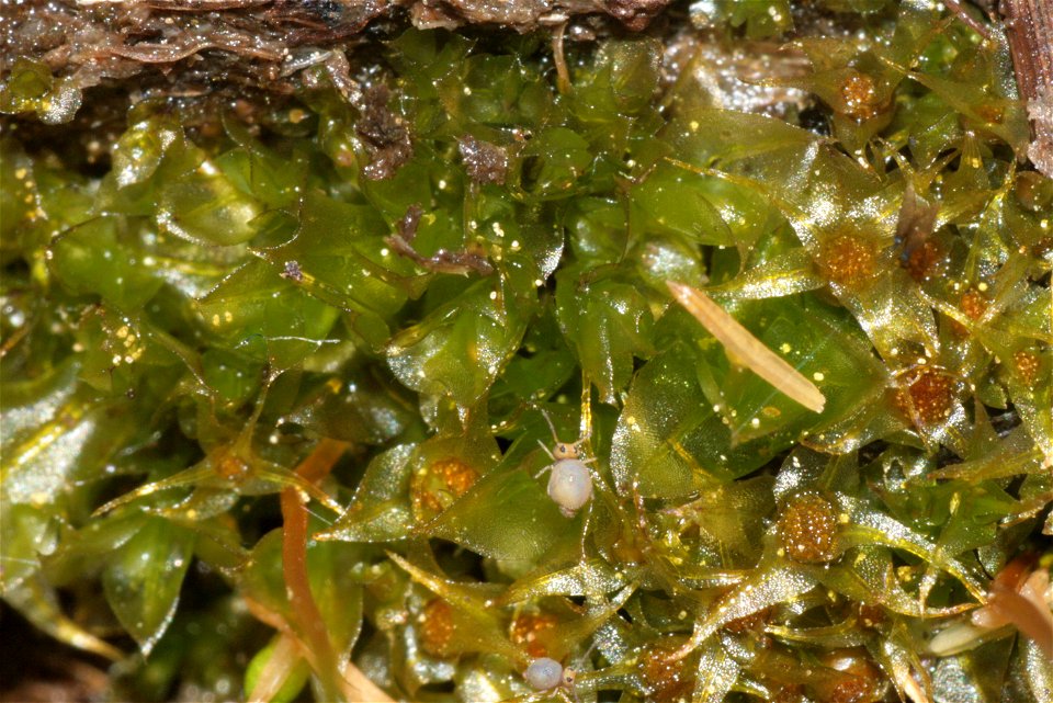 Splachnum sphaericum