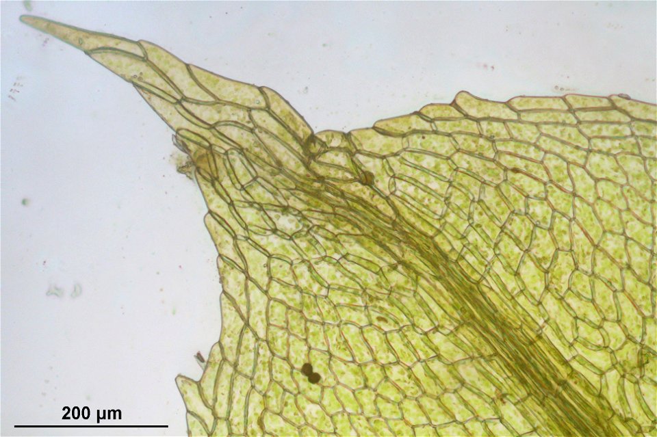 Splachnum sphaericum