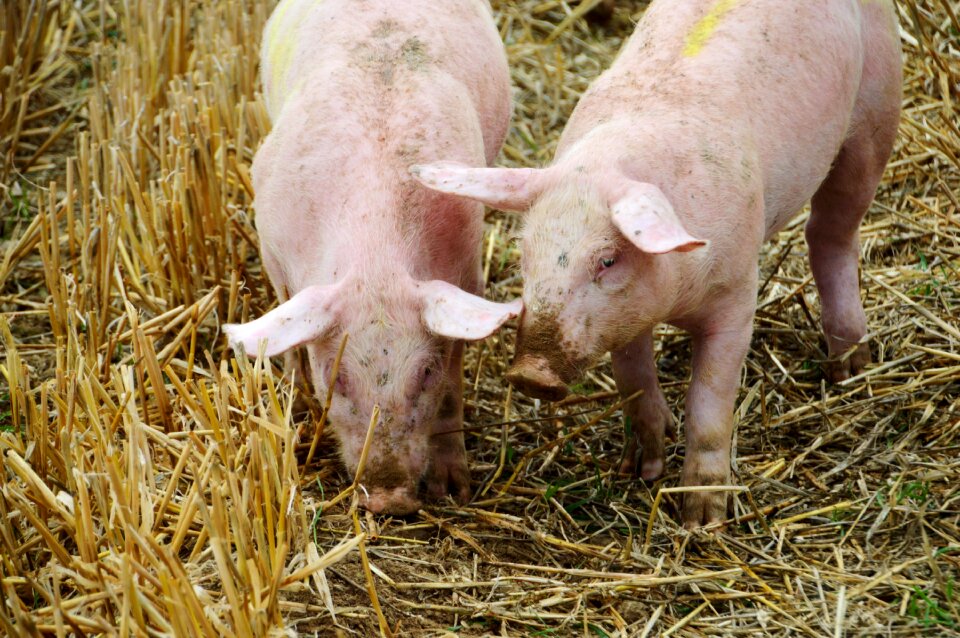 Swine piglet mammals