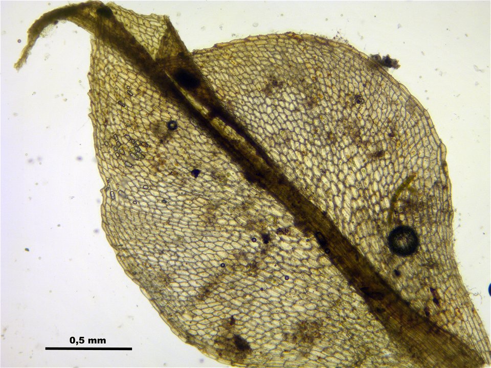 Splachnum sphaericum