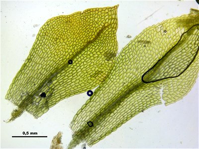 Splachnum sphaericum