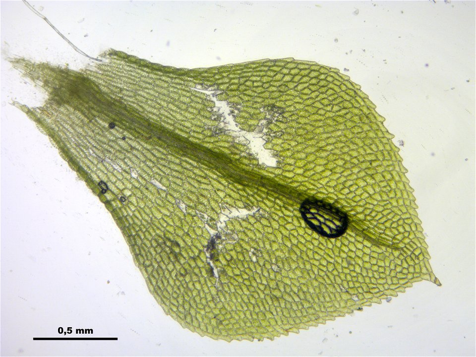 Splachnum sphaericum