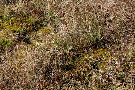 Paludella squarrosa