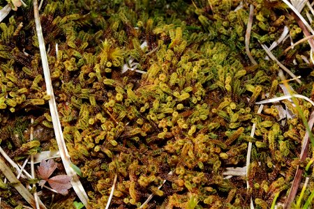 Paludella squarrosa