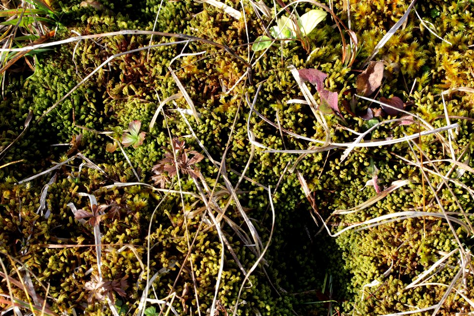 Paludella squarrosa