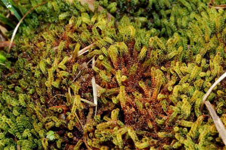 Paludella squarrosa