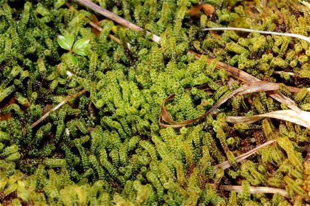 Paludella squarrosa