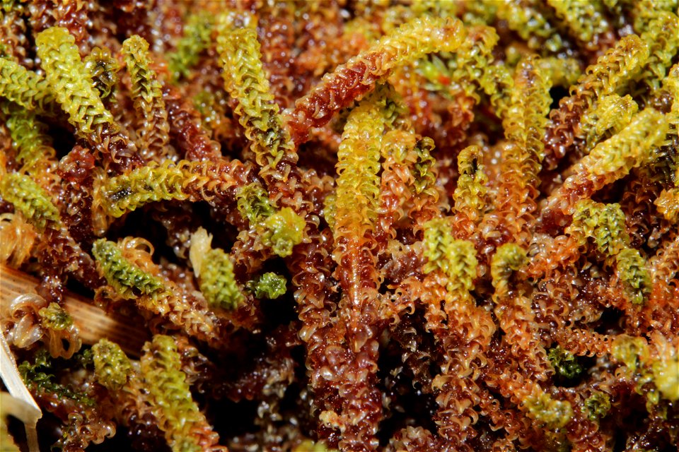Paludella squarrosa