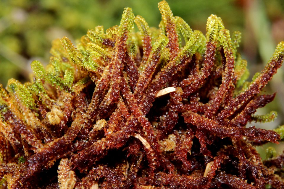 Paludella squarrosa