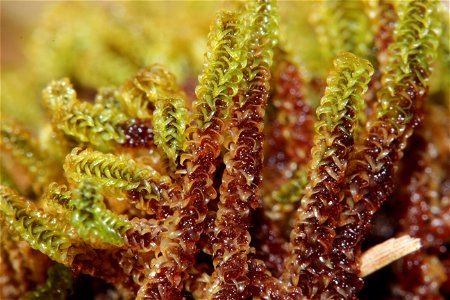 Paludella squarrosa