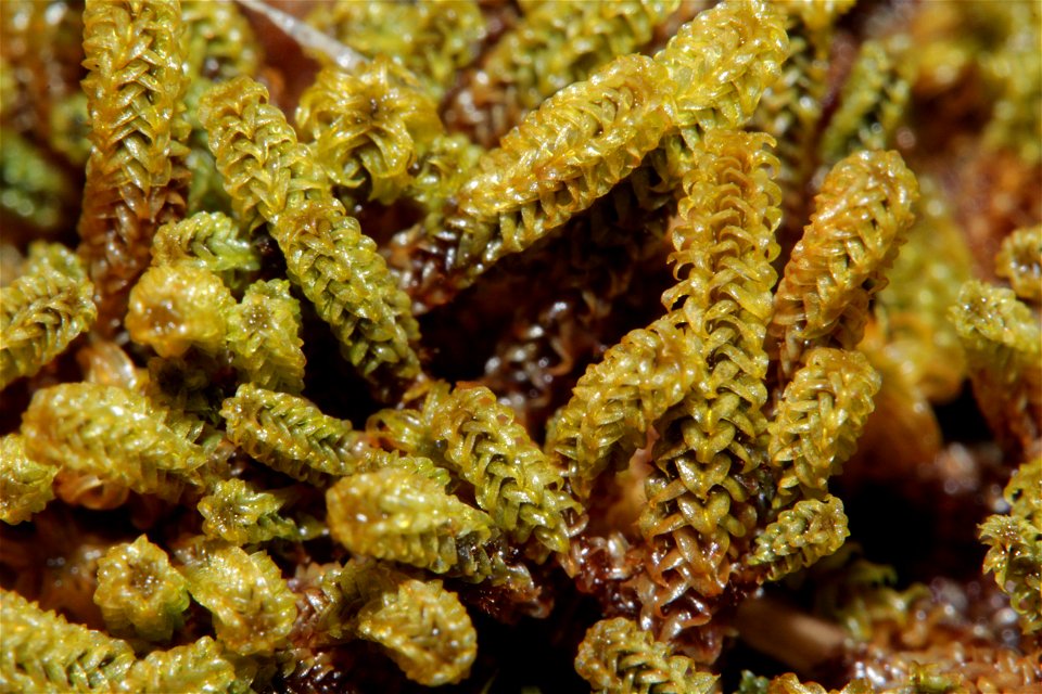 Paludella squarrosa
