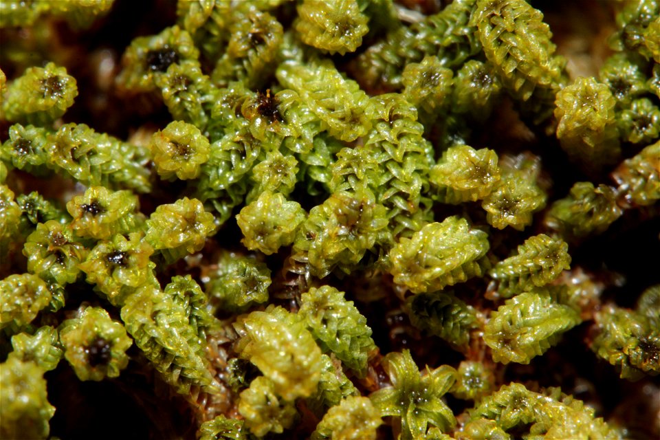 Paludella squarrosa