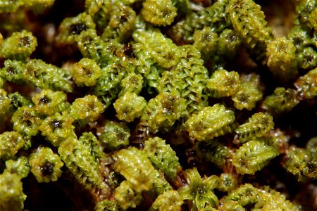 Paludella squarrosa
