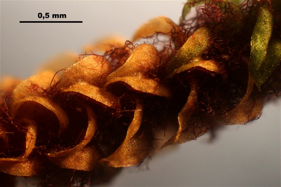 Paludella squarrosa