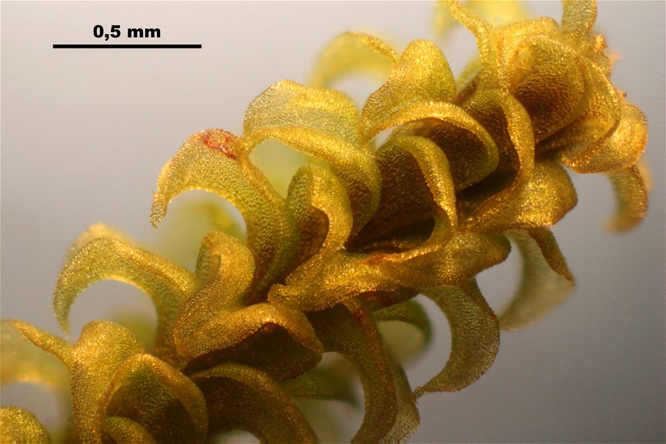 Paludella squarrosa