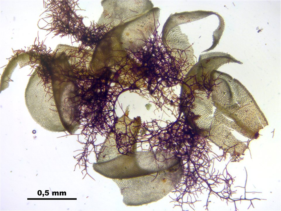 Paludella squarrosa