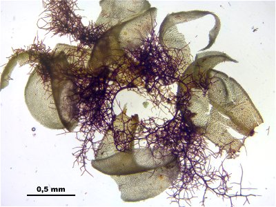 Paludella squarrosa