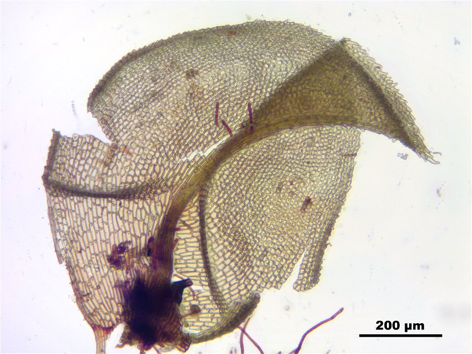 Paludella squarrosa