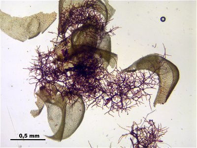 Paludella squarrosa
