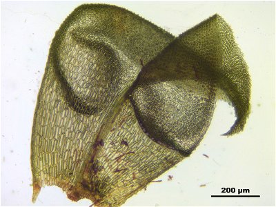 Paludella squarrosa
