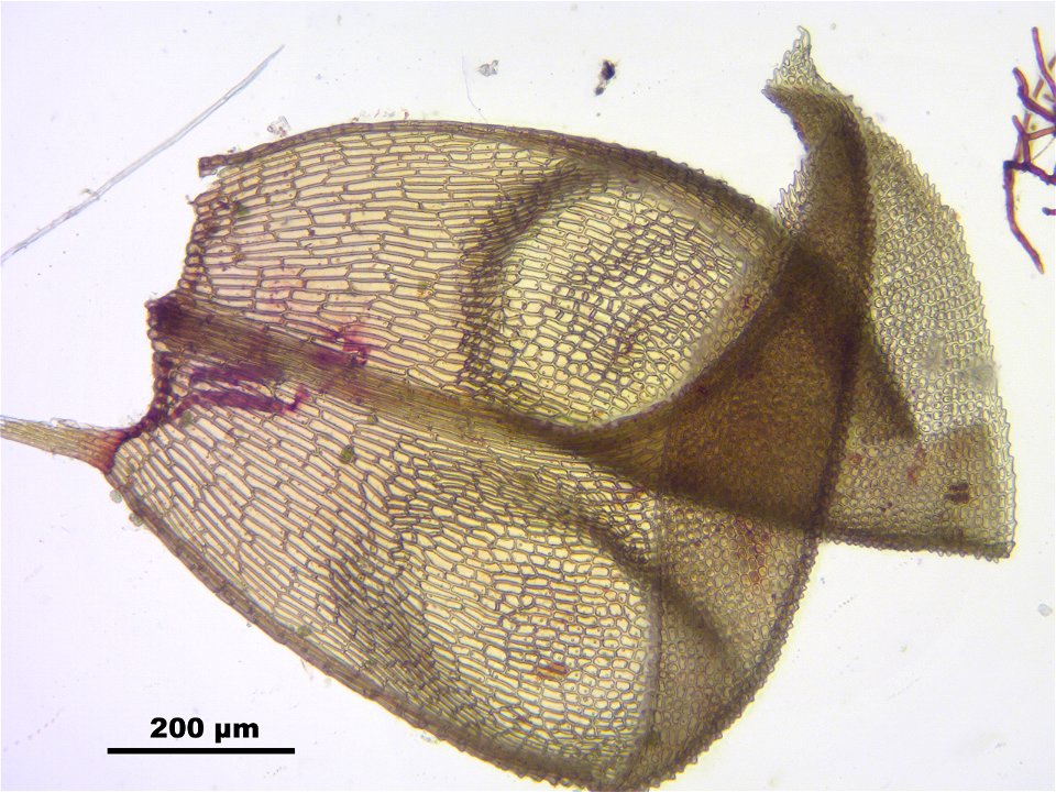 Paludella squarrosa