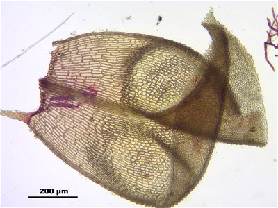 Paludella squarrosa